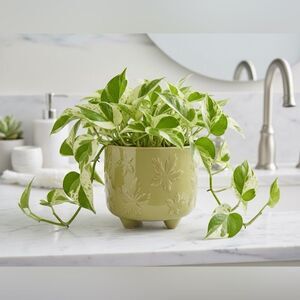 Olive Green Ceramic Planter with Stud Legs | 5-6 Inch Decorative Indoor/Outdoor